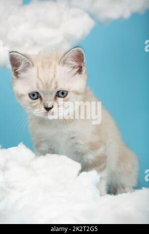 Small Scottish kitten with raised ears and sad eyes looks down. Stock Photo