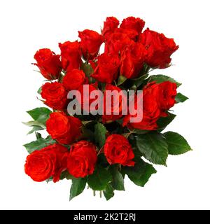 Beautiful red roses close up on a white background. Stock Photo