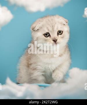 Portrait of a kitten who explores everything and walks between white clouds on a blue background. Stock Photo