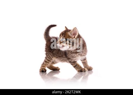 Aggressive small kitten on a white background. Stock Photo