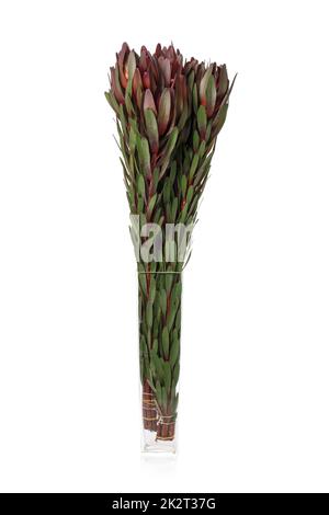 Green long lotus branches in a glass vase on a white background. Stock Photo