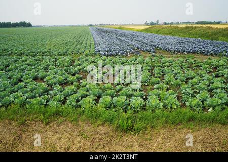 Large vegetable field with different types of cabbage in summer Stock Photo