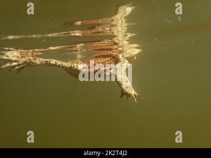Underwater shot of toads swimming on the surface of a lake Stock Photo