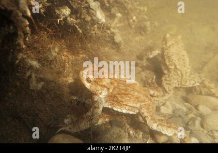Underwater photo of two toads in a bog lake in Bavaria Stock Photo