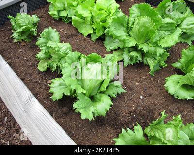 Homegrown Iceberg lettuce in a wooden raised garden Stock Photo