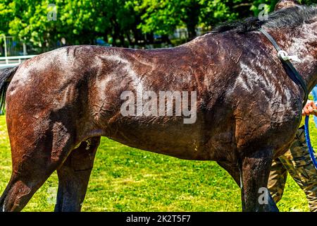 Skin of akhal-teke horse Stock Photo