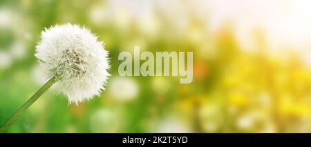 Dandelion flowers with flying seeds in green meadow. Stock Photo