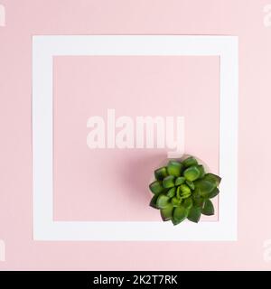 Rose pastel colored background with a white frame and a cactus, copy space layout, text box in minimalism style, greeting card