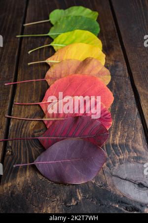 Selection of colorful autunm leaves Stock Photo