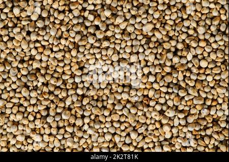 Pearl Millet (bajra) background Stock Photo