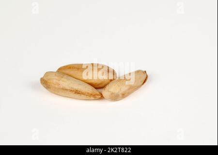 Wild papershell almonds on white Stock Photo