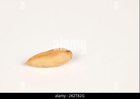 Single Wild Papershell Almond on white Stock Photo