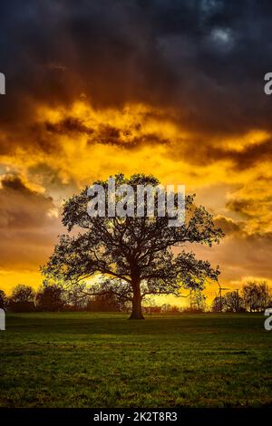 oak tree silhouette alone on meadow in sunset Stock Photo - Alamy