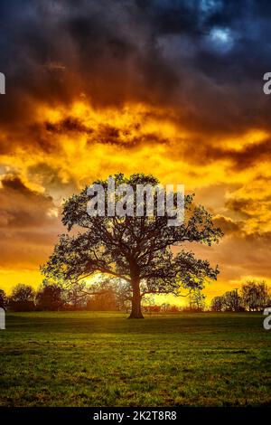 oak tree silhouette alone on meadow in sunset Stock Photo - Alamy