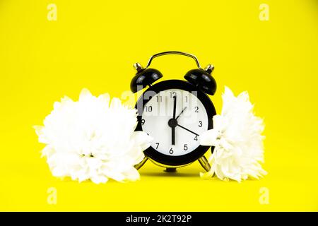A black alarm clock with a white dial stands on a bright yellow background surrounded by white flowers Stock Photo