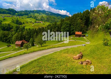 Brown cows on grass in Alps village, Grabs, Werdenberg, St. Gall Stock Photo