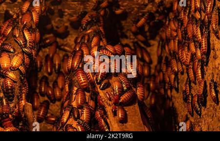 Madagascar Hissing Cockroaches Stock Photo - Alamy