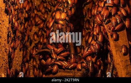 Madagascar Hissing Cockroaches Stock Photo - Alamy