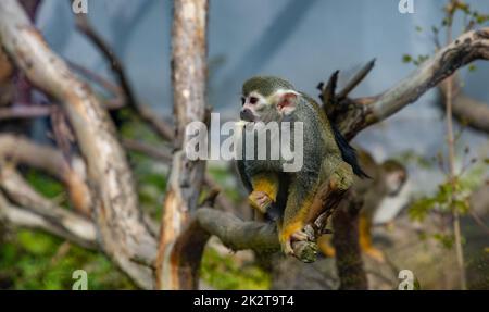 Common Squirrel Monkey Stock Photo