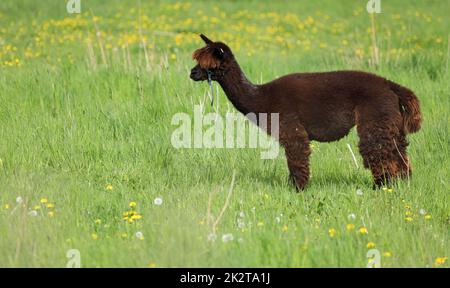 Alpaca - Lama pacos - stands on a green meadow with yellow flowers Stock Photo