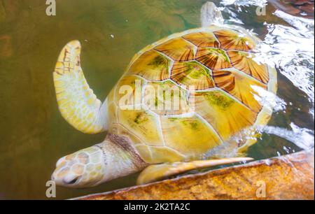 White albino sea turtle hawksbill turtle loggerhead sea turtle swims. Stock Photo
