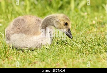 Canada Goose gosling - branta canadensis - resting on grass with its legs tucked under its body Stock Photo