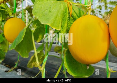 Fresh melon or cantaloupe fruit in the garden Stock Photo