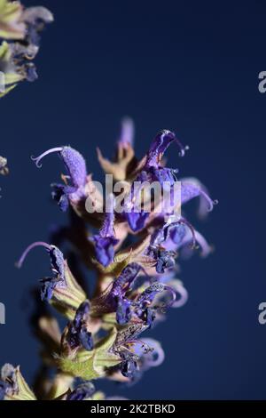 Flower blossoming salvia nemorosa family lamiaceae close up botanical background high quality big size print home decor agricultural plants Stock Photo