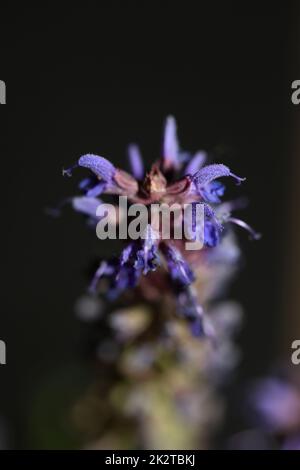 Flower blossoming salvia nemorosa family lamiaceae close up botanical background high quality big size print home decor agricultural plants Stock Photo