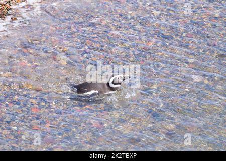 Magellanic penguins. Punta Tombo penguin colony, Patagonia Stock Photo