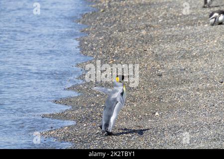 King penguin on Martillo island beach, Ushuaia Stock Photo