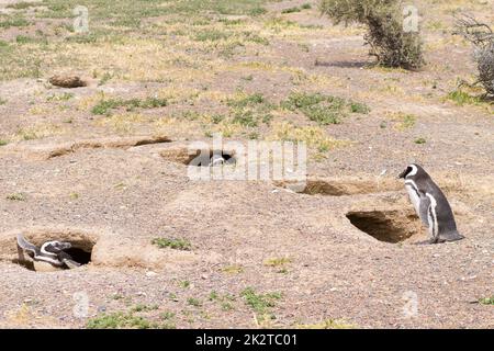 Magellanic penguins. Punta Tombo penguin colony, Patagonia Stock Photo