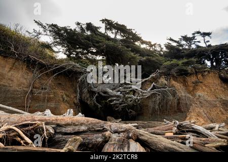 WA22068-00..WASHINGTON - The Tree of Life held by roots to two sides of a small creek which ends in the sands of Kalaloch Beach in Olympic National P Stock Photo