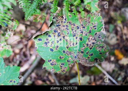 Tar spots caused by Rhytisma acerinum fungus on the leaves of a sycamore tree, Acer pseudoplatanus. Stock Photo