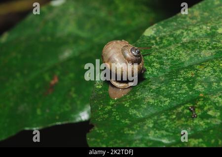 Snail on a leaf in harmony with nature Stock Photo - Alamy
