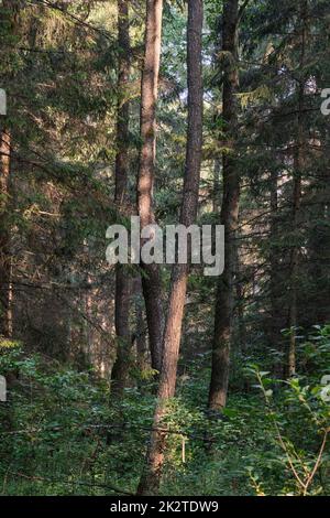 Frash Alder tree mixed forest in summer Stock Photo