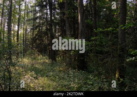 Frash Alder tree mixed forest in summer Stock Photo