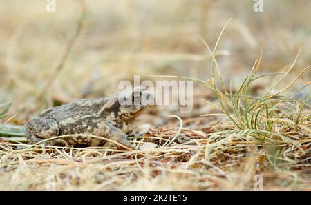 One small brown toad sits on the ground in french alps Stock Photo