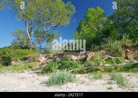 Consequences of coastal erosion: fallen trees on the cliff, exposed tree roots, Hohen Wieschendorf Huk, Baltic Sea, Bay of Wismar, Nordwestmecklenburg, Mecklenburg-Vorpommern, Germany Stock Photo