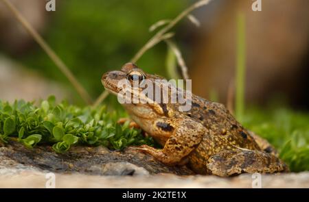 Side view of Common frog - Rana temporaria - sitting on forest floor in natural habitat. Close up shot Stock Photo