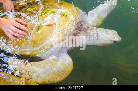 White albino sea turtle hawksbill turtle loggerhead sea turtle swims. Stock Photo