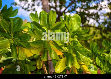 Leaves of Terminalia catappa, Indian almond tree, Railay beach Stock Photo