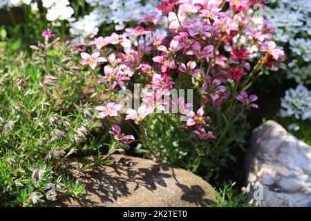 Red spring flowers of saxifraga Ã— arendsii blooming in rock garden, close up Stock Photo