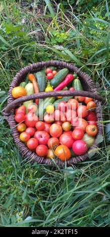 a wicker basket with a harvest of tomatoes, cucumbers, and peppers stands in the green grass Stock Photo