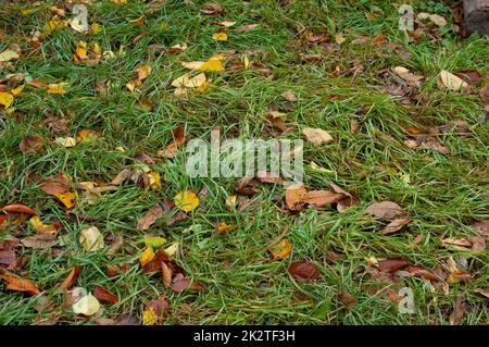 green grass with fallen autumn leaves Stock Photo