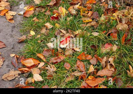 green grass with fallen autumn leaves Stock Photo