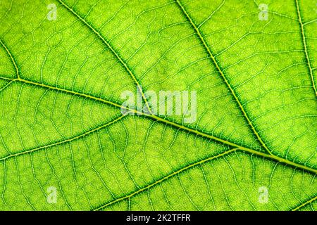 Green leaf close up Stock Photo