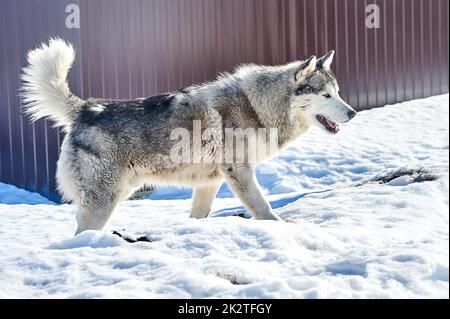 A beautiful husky dog stands in the snow Stock Photo