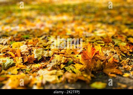 Autumn leaves in park Stock Photo