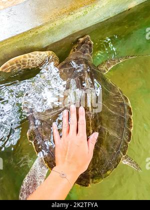 Green sea turtle hawksbill sea turtle loggerhead sea turtle swims. Stock Photo